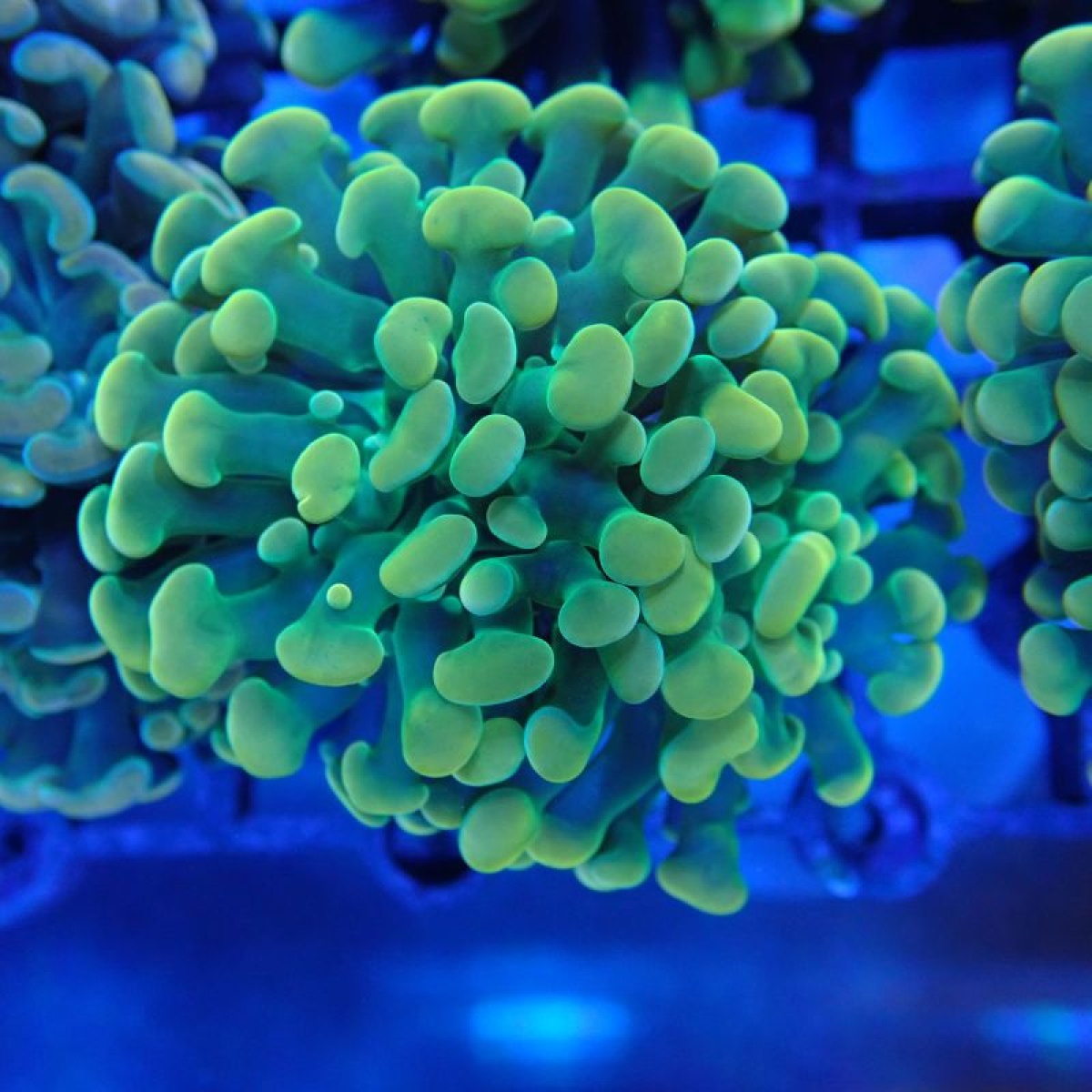 ŞARZ GERGİSİ T4 CLASSIC  GOLF 3 1,9